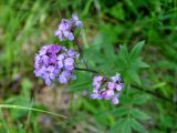 Cardamine macrophylla. Соцветия. Иркутская обл., берег озера Байкал, окр. пос. Большие Коты, смешанный лес в балке, берег ручья. 02.07.2015.