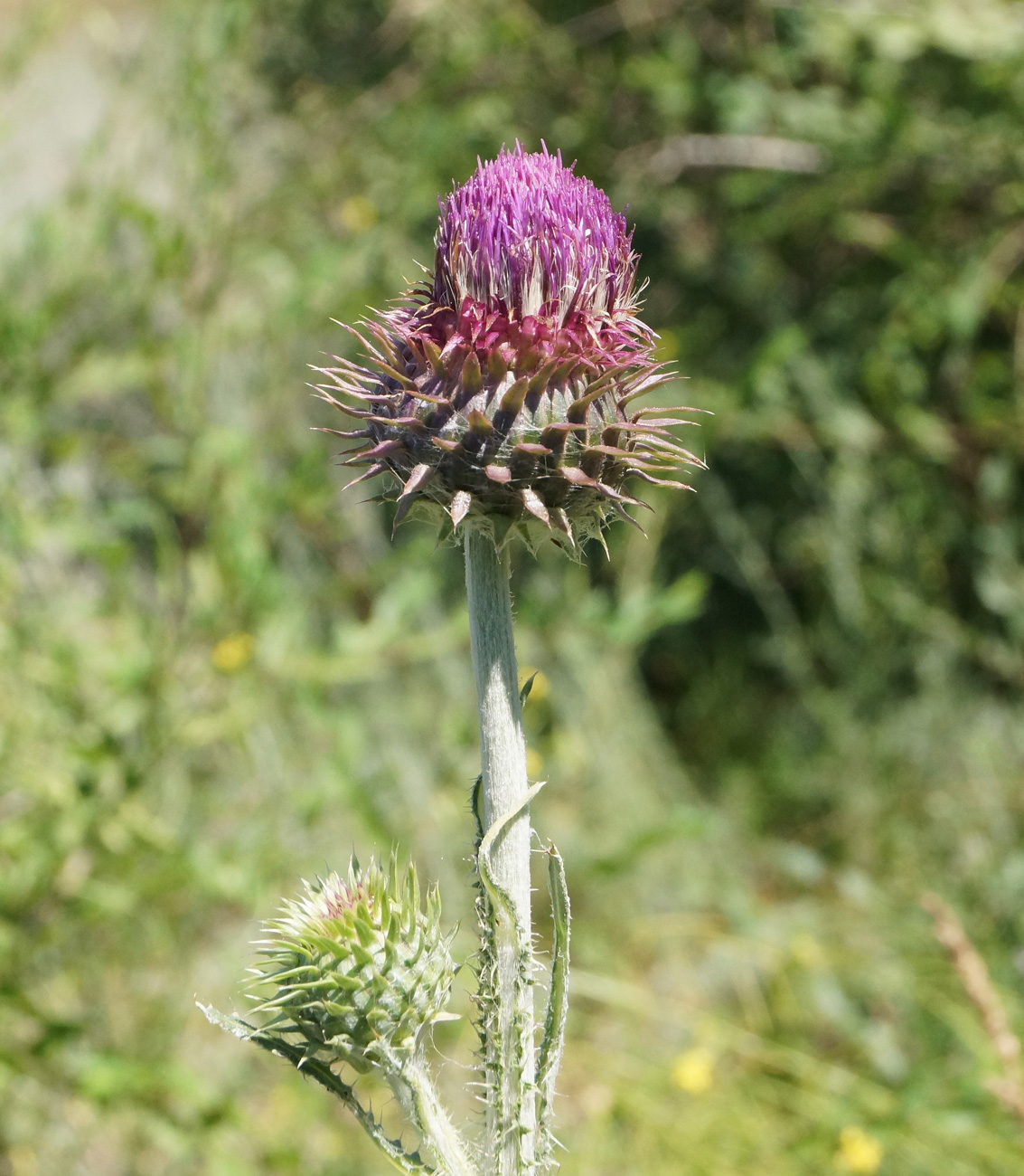 Image of Carduus thoermeri specimen.