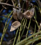 Hakea chordophylla. Старые вскрывшиеся плоды. Израиль, Шарон, пос. Кфар Монаш, ботанический сад \"Хават Ганой\". 15.12.2015.