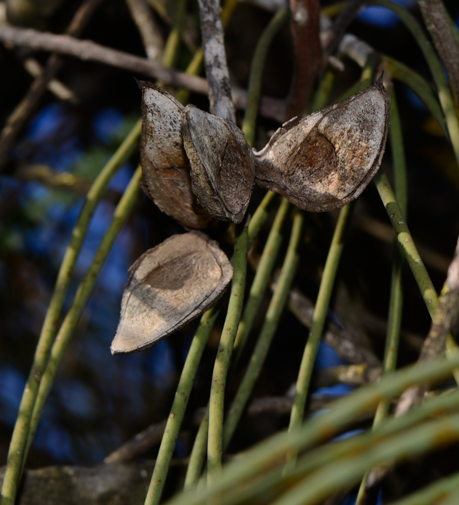 Изображение особи Hakea chordophylla.