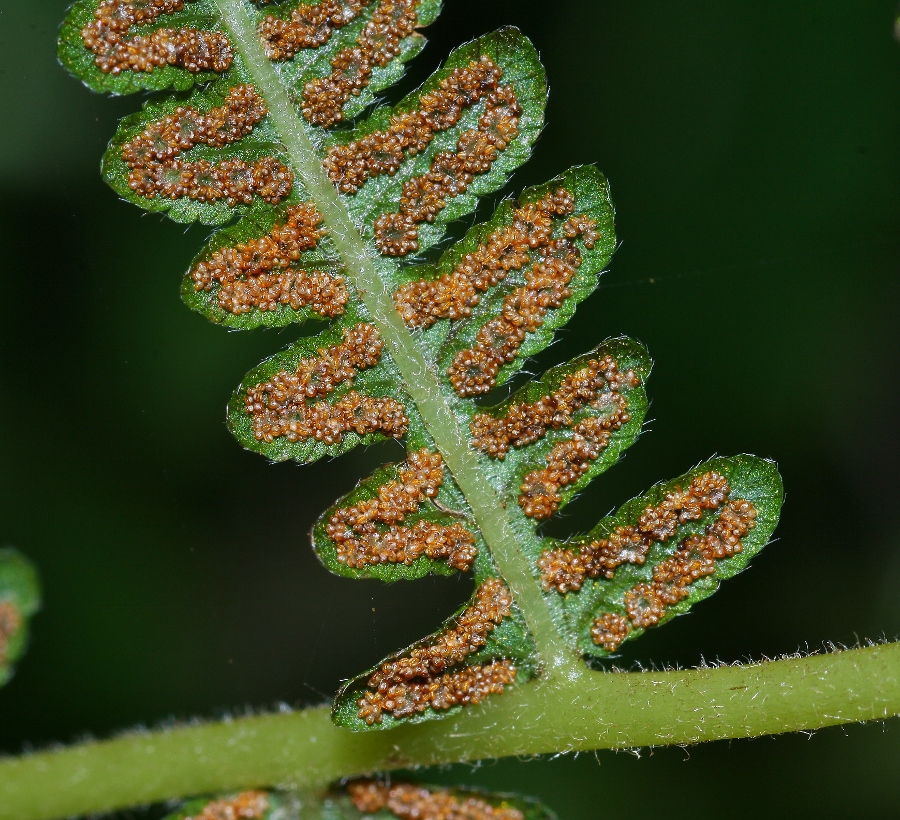 Image of Parathelypteris nipponica specimen.