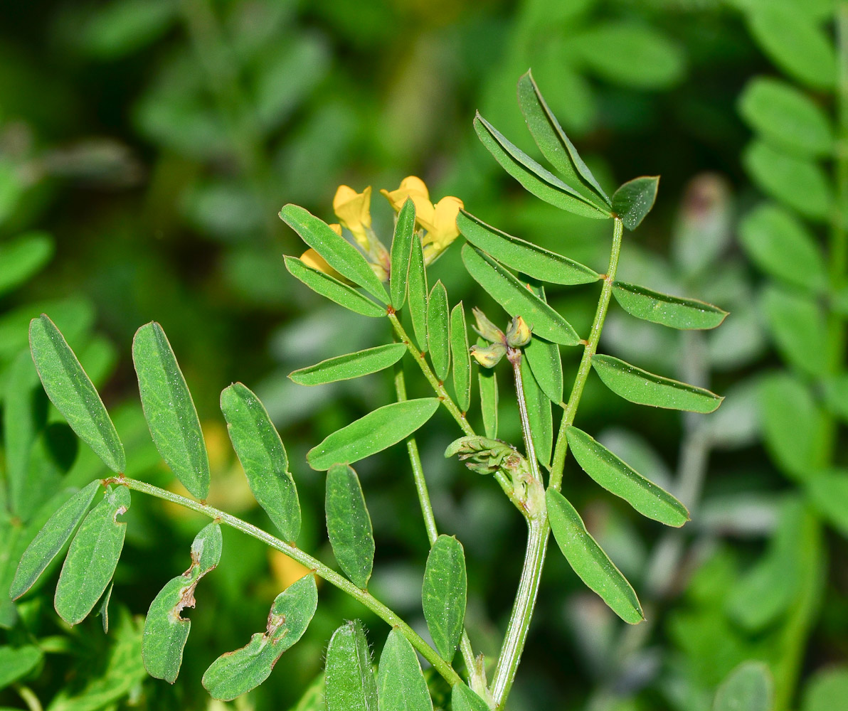 Image of Hippocrepis multisiliquosa specimen.