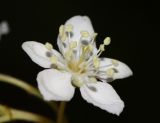 Sorbus alnifolia. Цветок. Приморский край, окр. г. Находки, скалистый склон у моря. 30.05.2016.