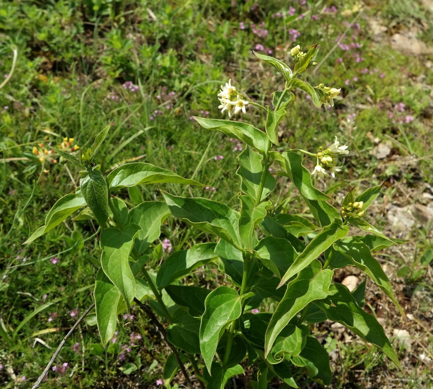 Image of Vincetoxicum hirundinaria specimen.