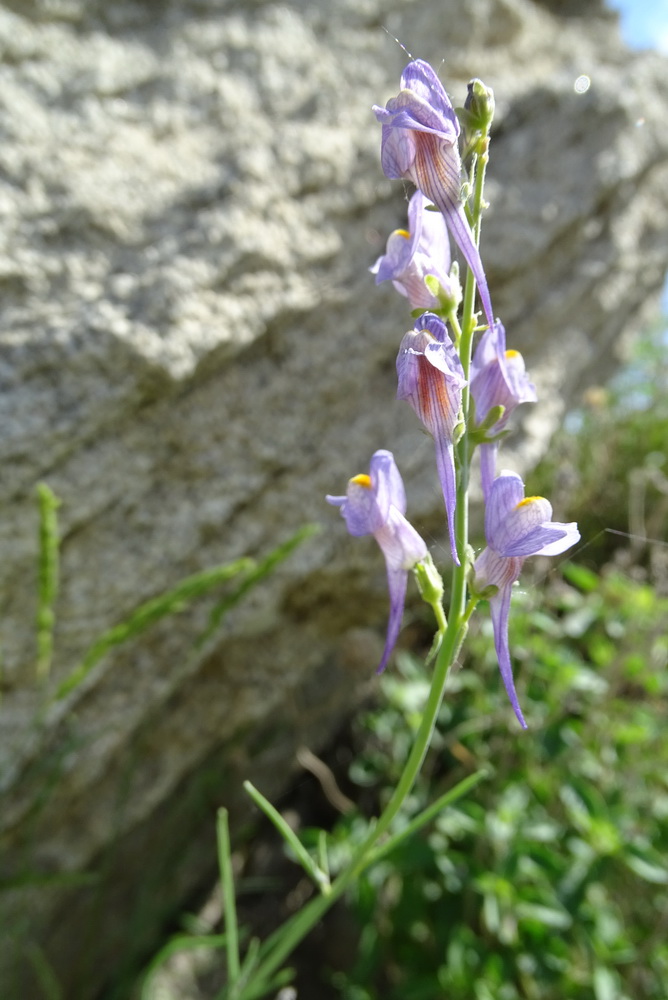 Image of Linaria bungei specimen.