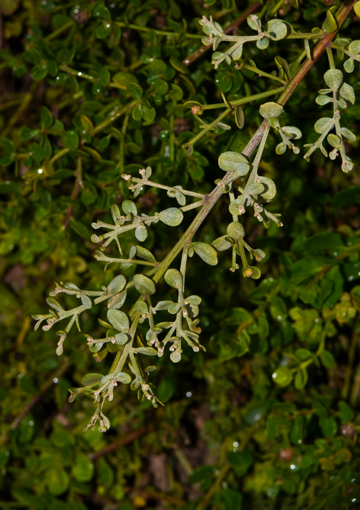 Изображение особи Baccharis pilularis.