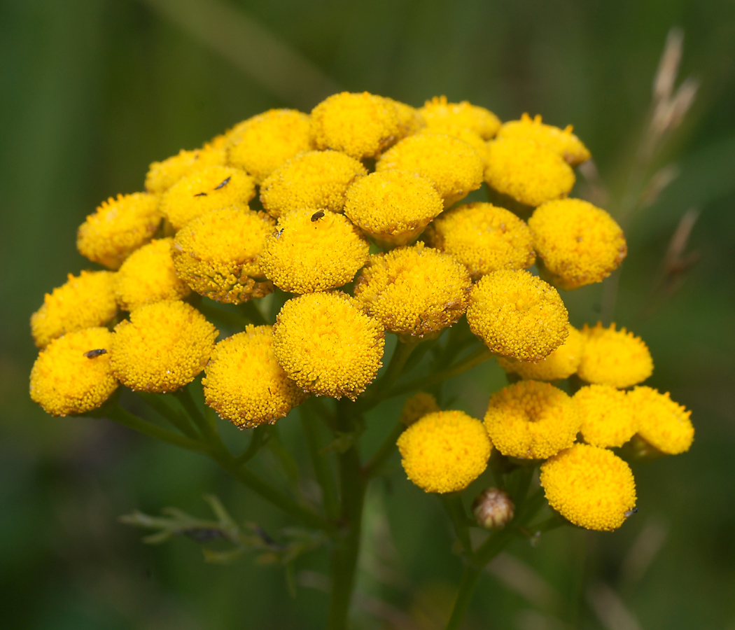 Изображение особи Tanacetum vulgare.