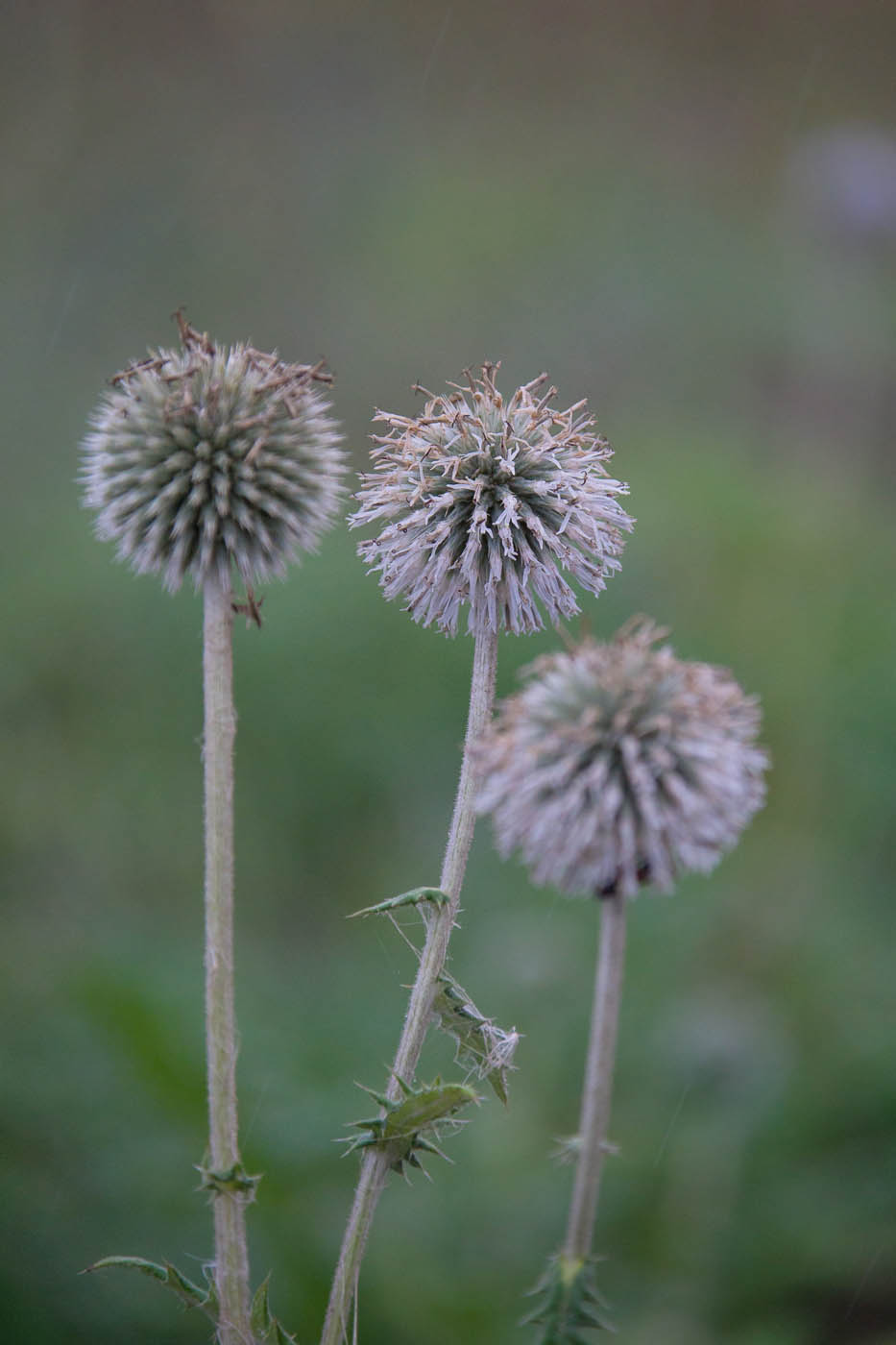 Image of Echinops sphaerocephalus specimen.