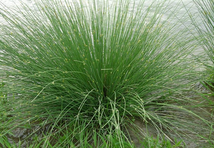 Image of Juncus inflexus ssp. brachytepalus specimen.