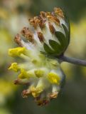 Anthyllis macrocephala. Соцветие. Московская обл., г. Дубна, ул. Большеволжская, под ЛЭП. 17.06.2015.