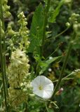 Convolvulus arvensis