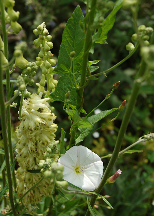 Image of Convolvulus arvensis specimen.