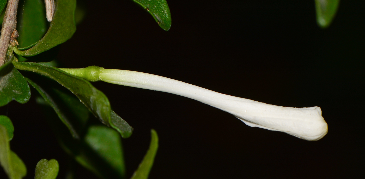 Image of Turraea obtusifolia specimen.