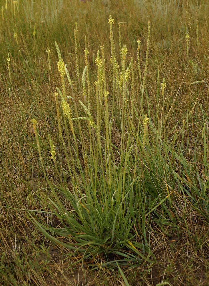 Изображение особи Plantago salsa.