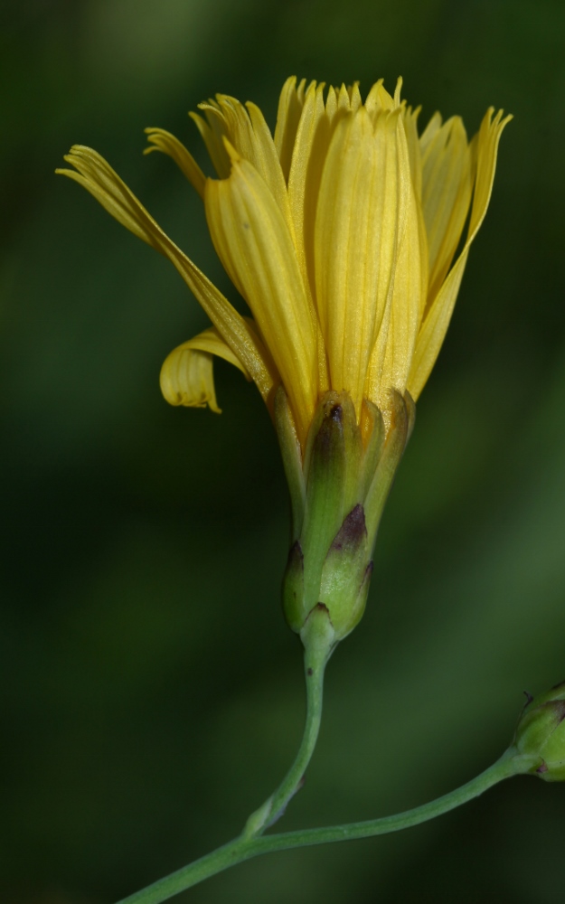 Image of Hieracium hololeion specimen.