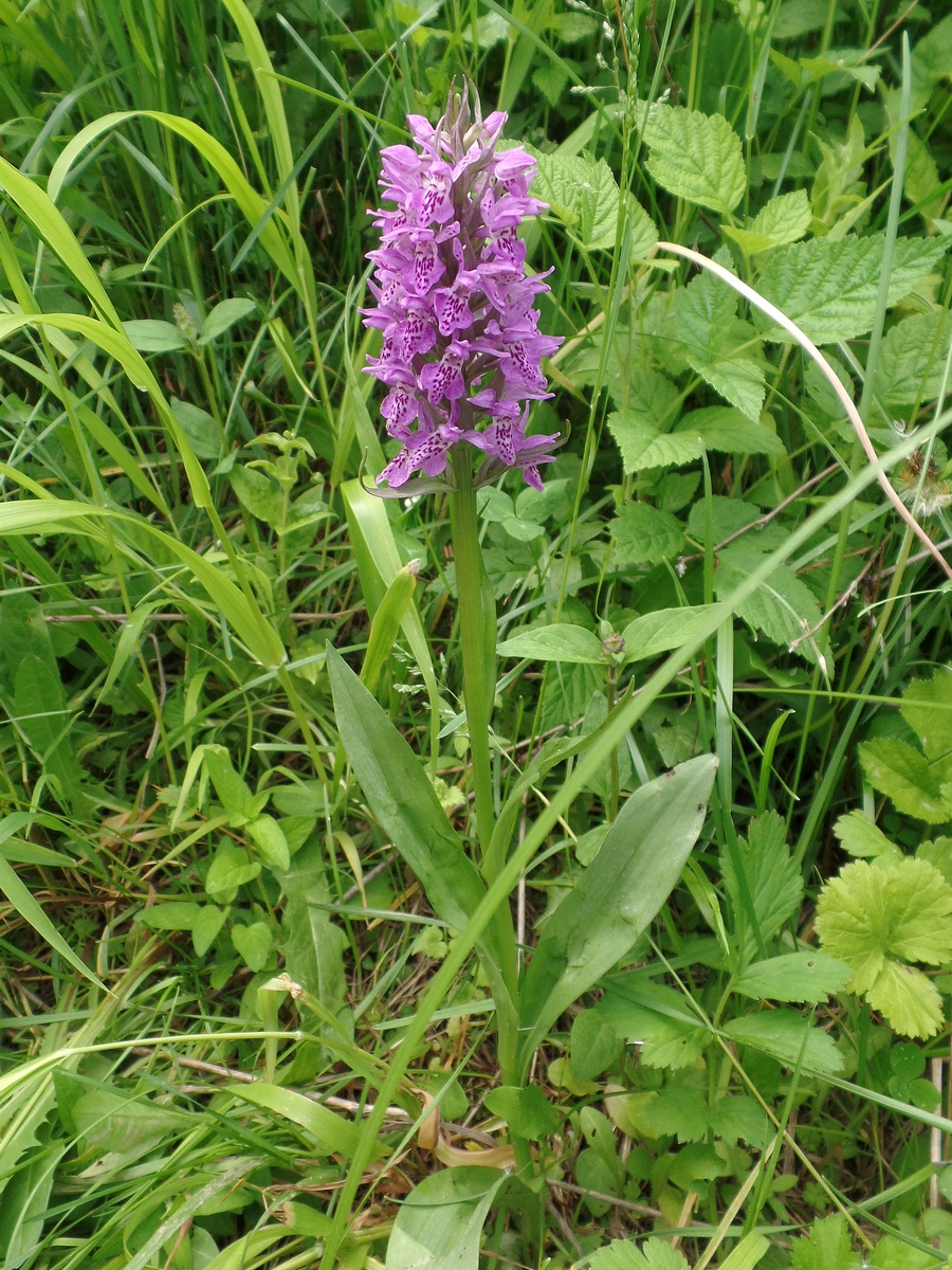 Image of Dactylorhiza sibirica specimen.