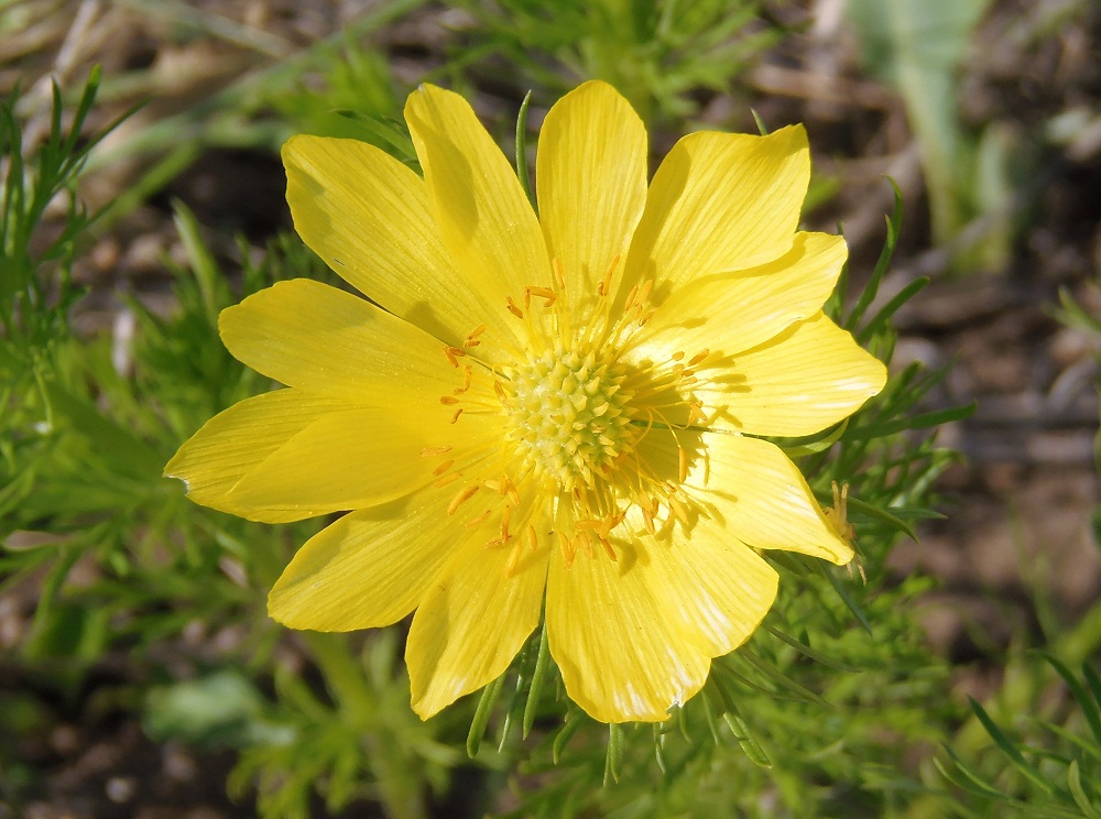 Изображение особи Adonis vernalis.