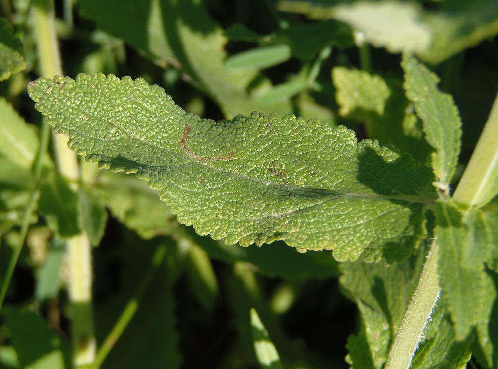 Image of Salvia tesquicola specimen.