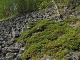 Juniperus sibirica