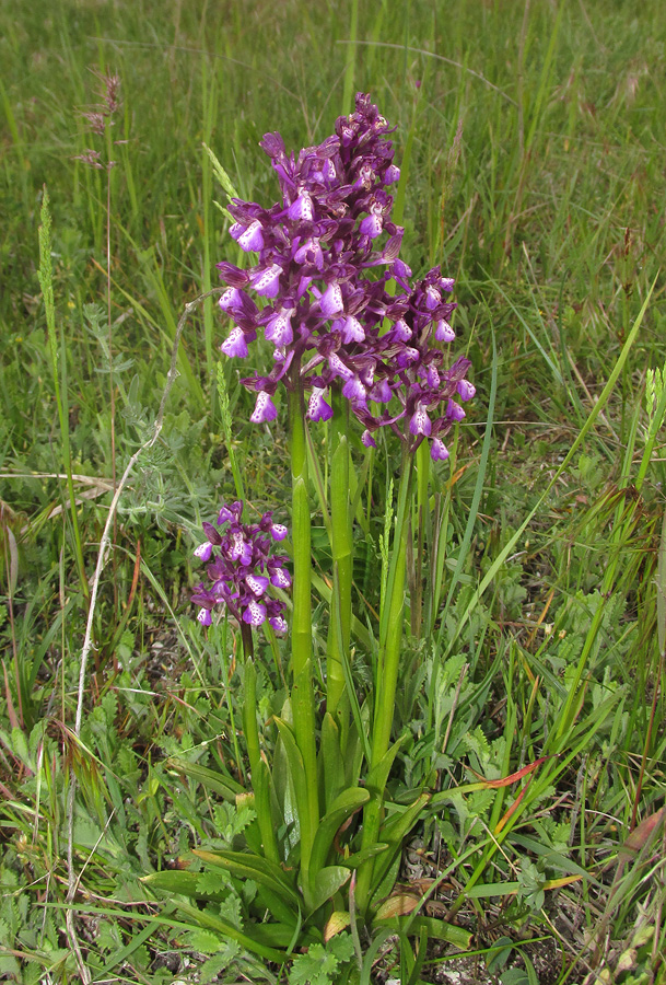 Изображение особи Anacamptis morio ssp. caucasica.