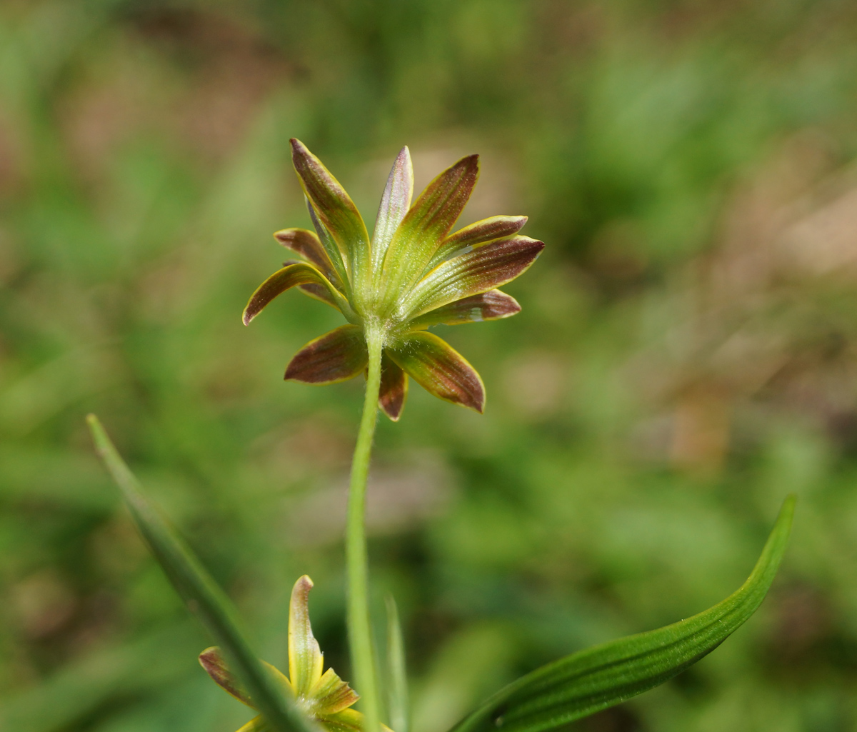 Image of genus Gagea specimen.