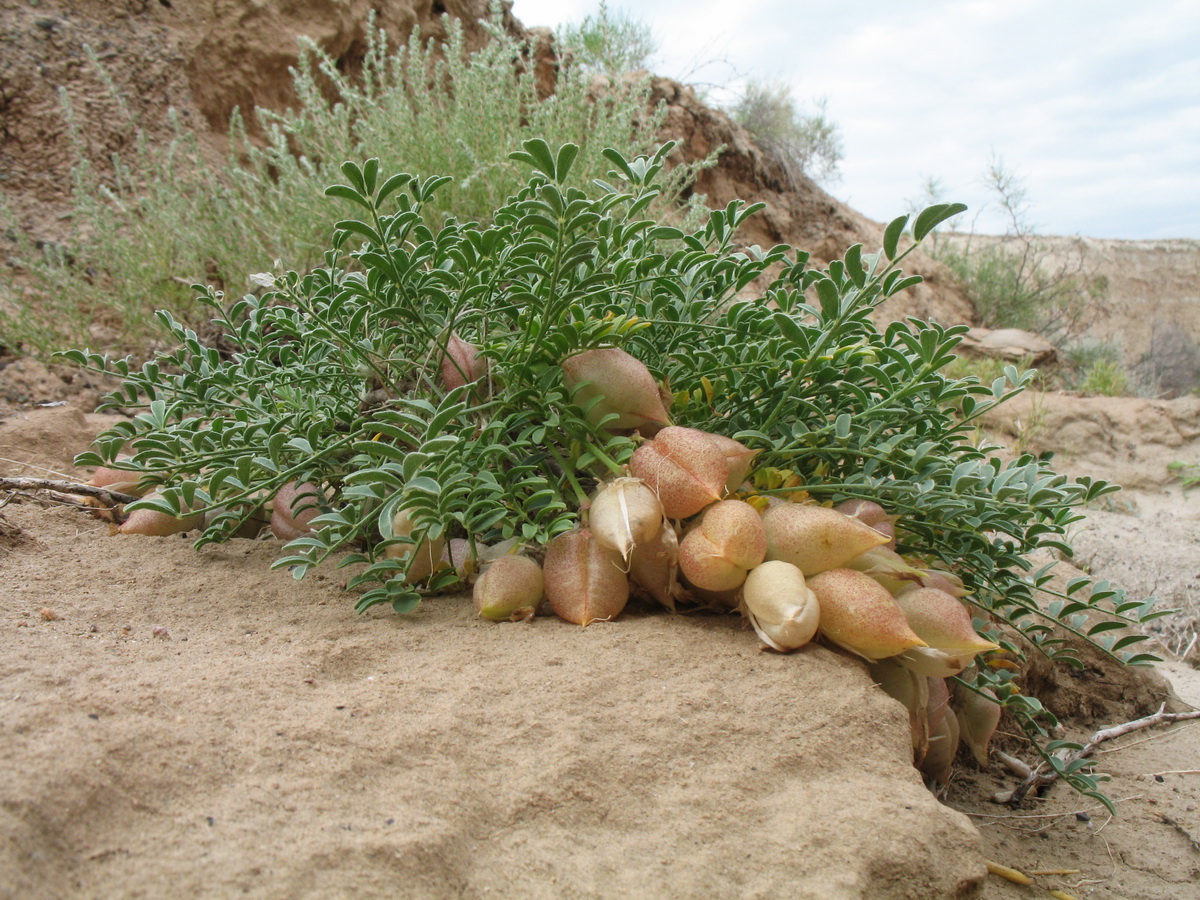 Image of Astragalus tetrastichus specimen.