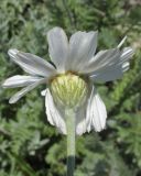 Pyrethrum poteriifolium. Соцветие. Краснодарский край, м/о город-курорт Анапа, окр. пос. Супсех, среди кустарников на приморском склоне. 8 июня 2017 г.