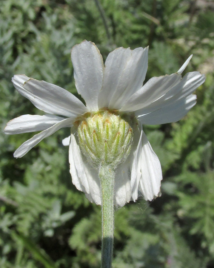 Image of Pyrethrum poteriifolium specimen.