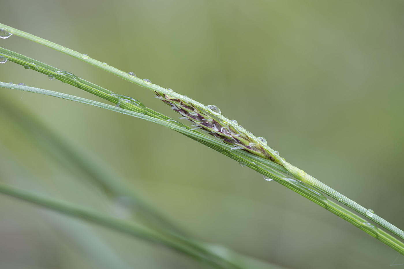 Image of Carex lasiocarpa specimen.