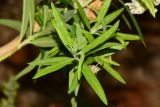 Gomphocarpus physocarpus. Верхушка побега. Израиль, впадина Мёртвого моря, киббуц Эйн-Геди. 26.04.2017.