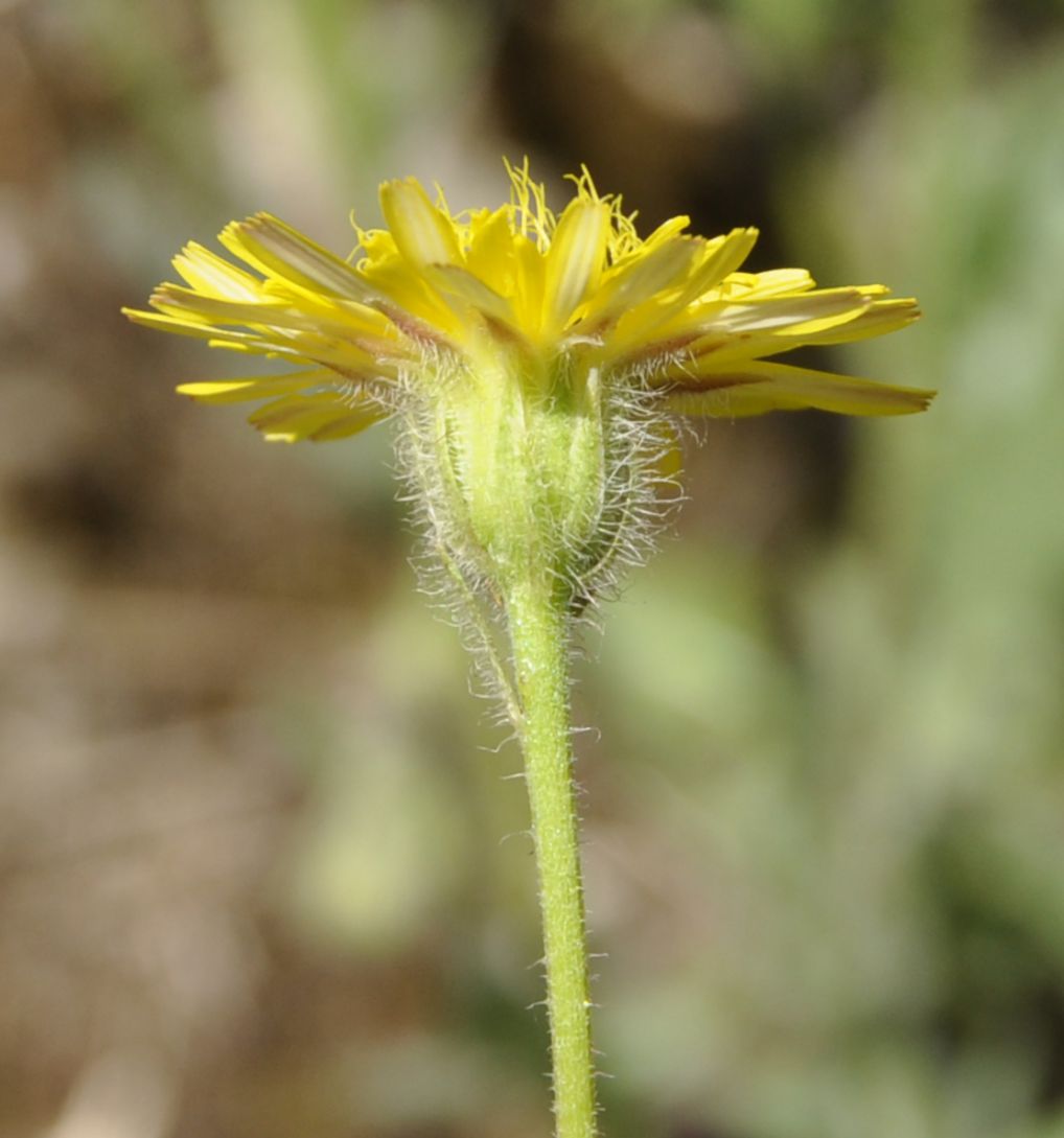 Image of genus Crepis specimen.