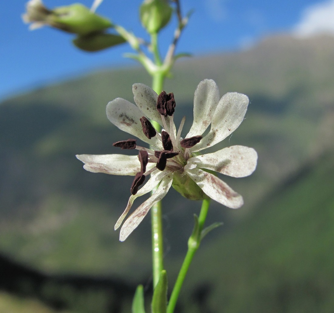 Изображение особи Silene saxatilis.