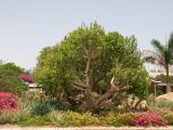 Euphorbia neriifolia. Цветущее растение. Израиль, впадина Мертвого моря, киббуц Эйн-Геди. 26.04.2017.
