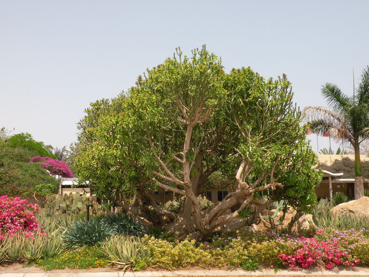 Image of Euphorbia neriifolia specimen.