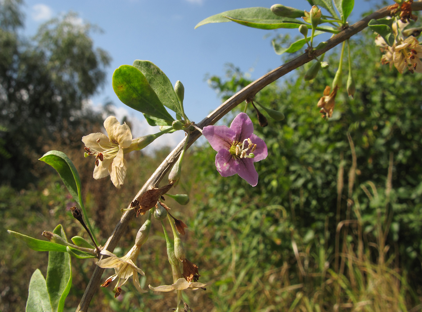 Image of Lycium barbarum specimen.