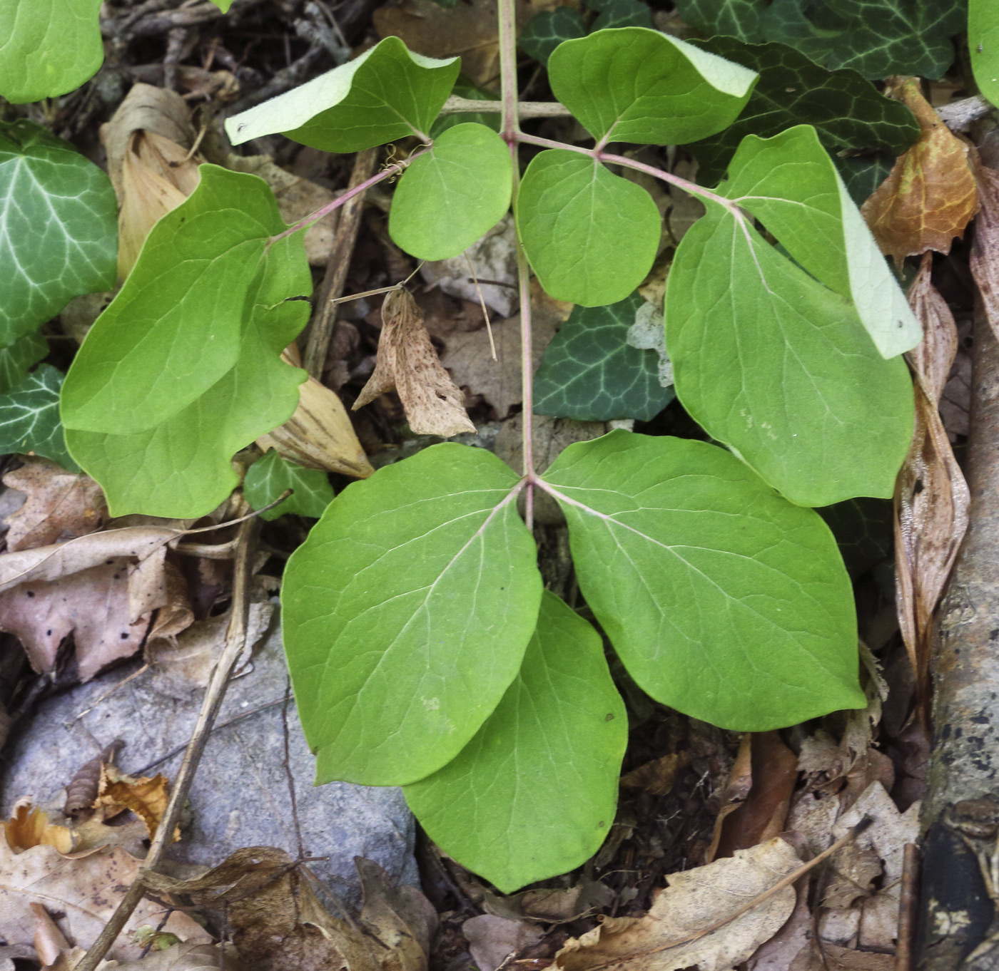 Image of Paeonia daurica specimen.