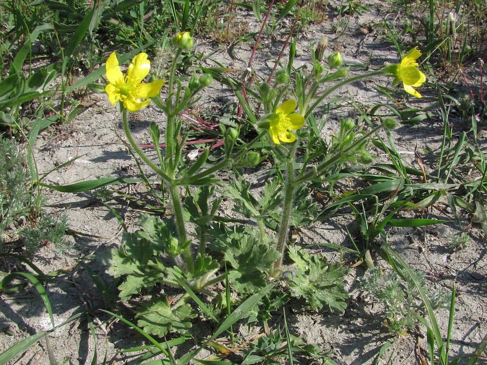 Image of Ranunculus oxyspermus specimen.