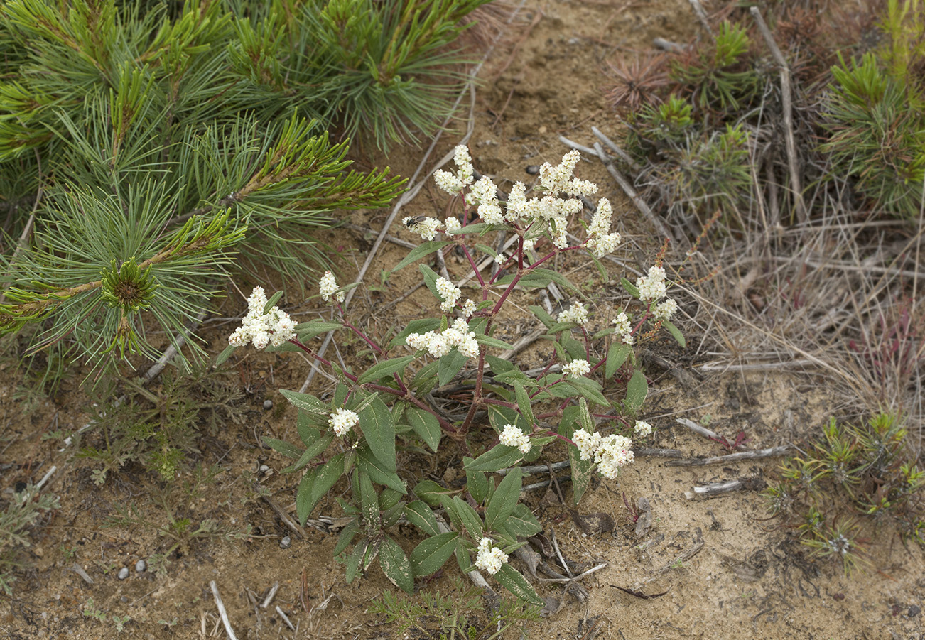 Изображение особи Aconogonon ajanense.