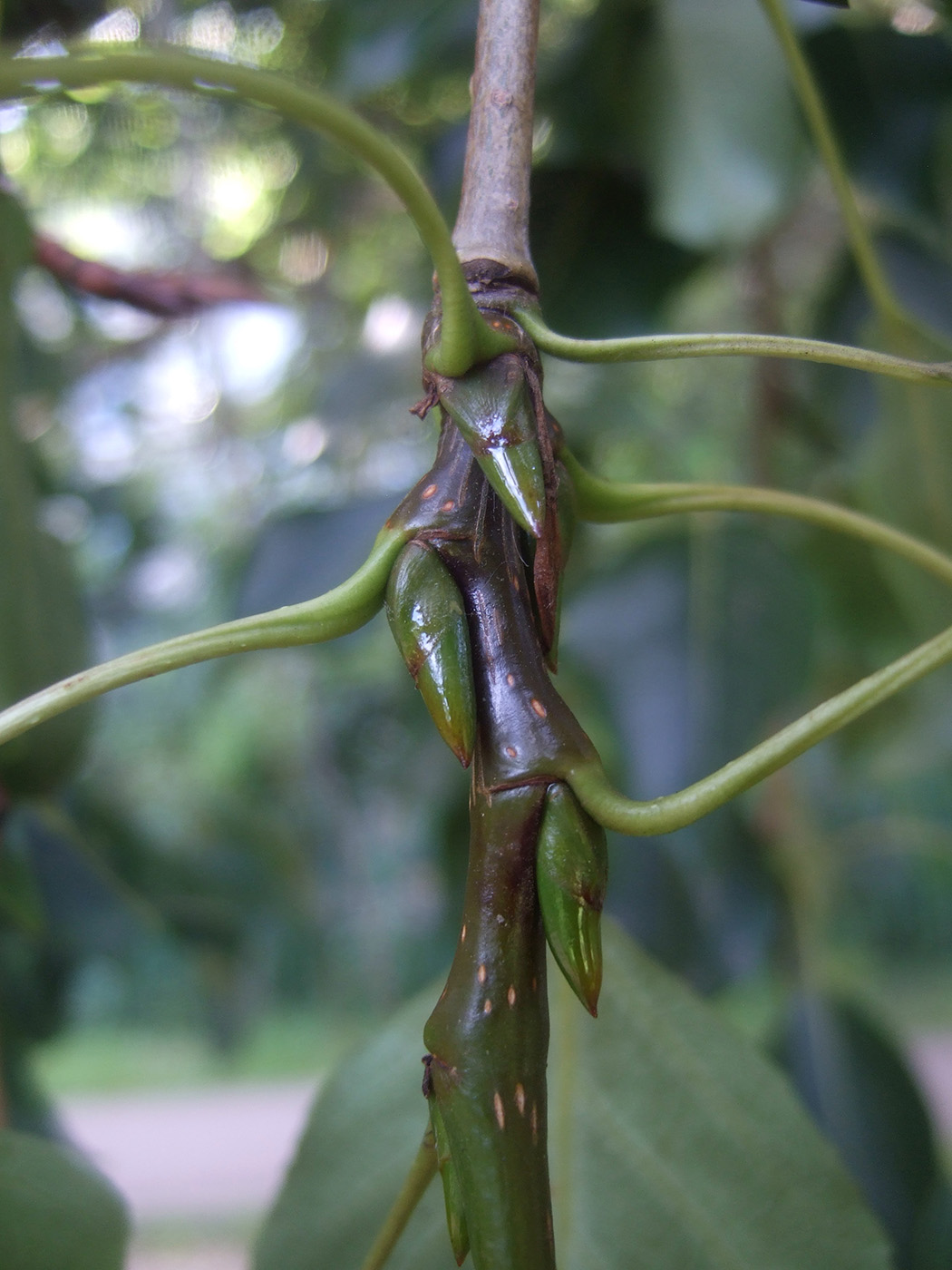 Image of Populus &times; rasumowskiana specimen.