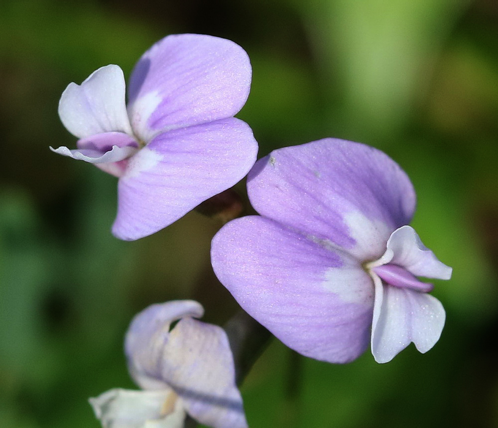 Image of Astragalus silvisteppaceus specimen.