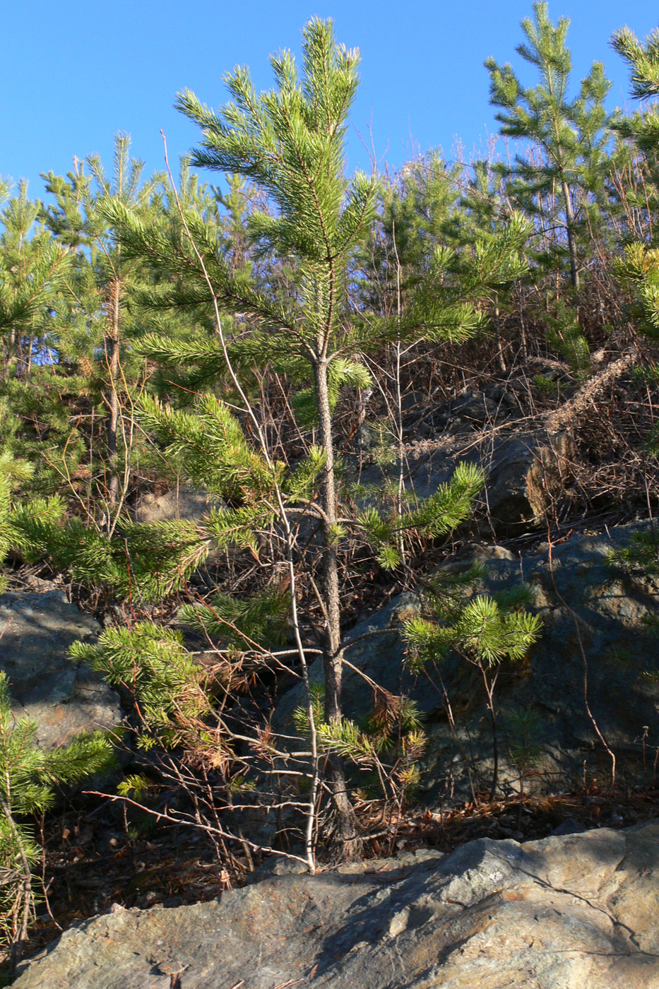 Изображение особи Pinus sylvestris.