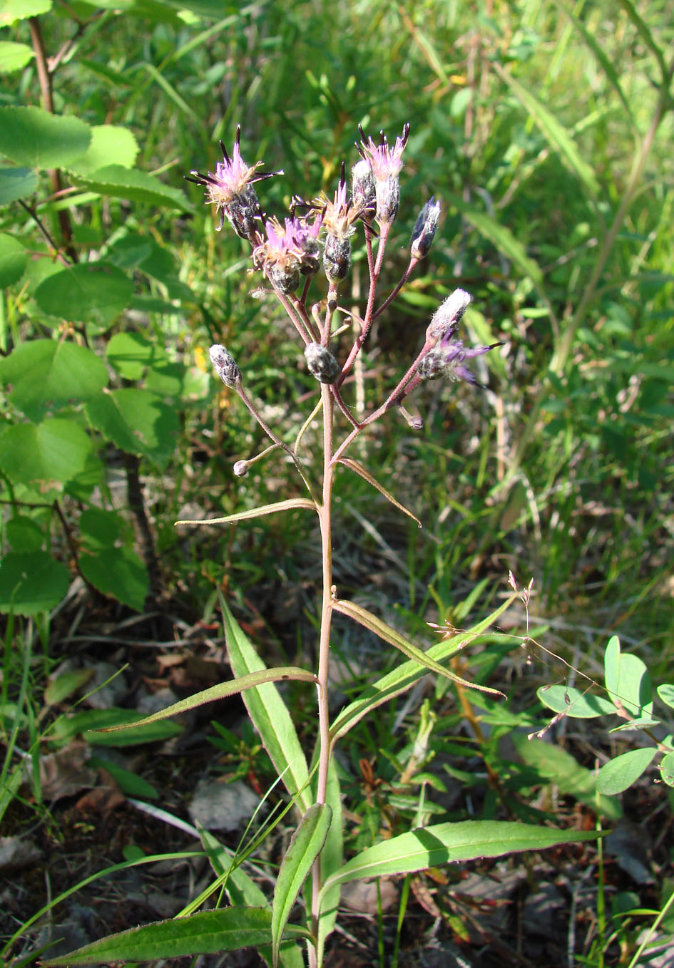 Image of genus Saussurea specimen.