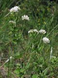 Dorycnium graecum. Побеги с соцветиями. Южный Берег Крыма, гора Кастель. 18 мая 2013 г.