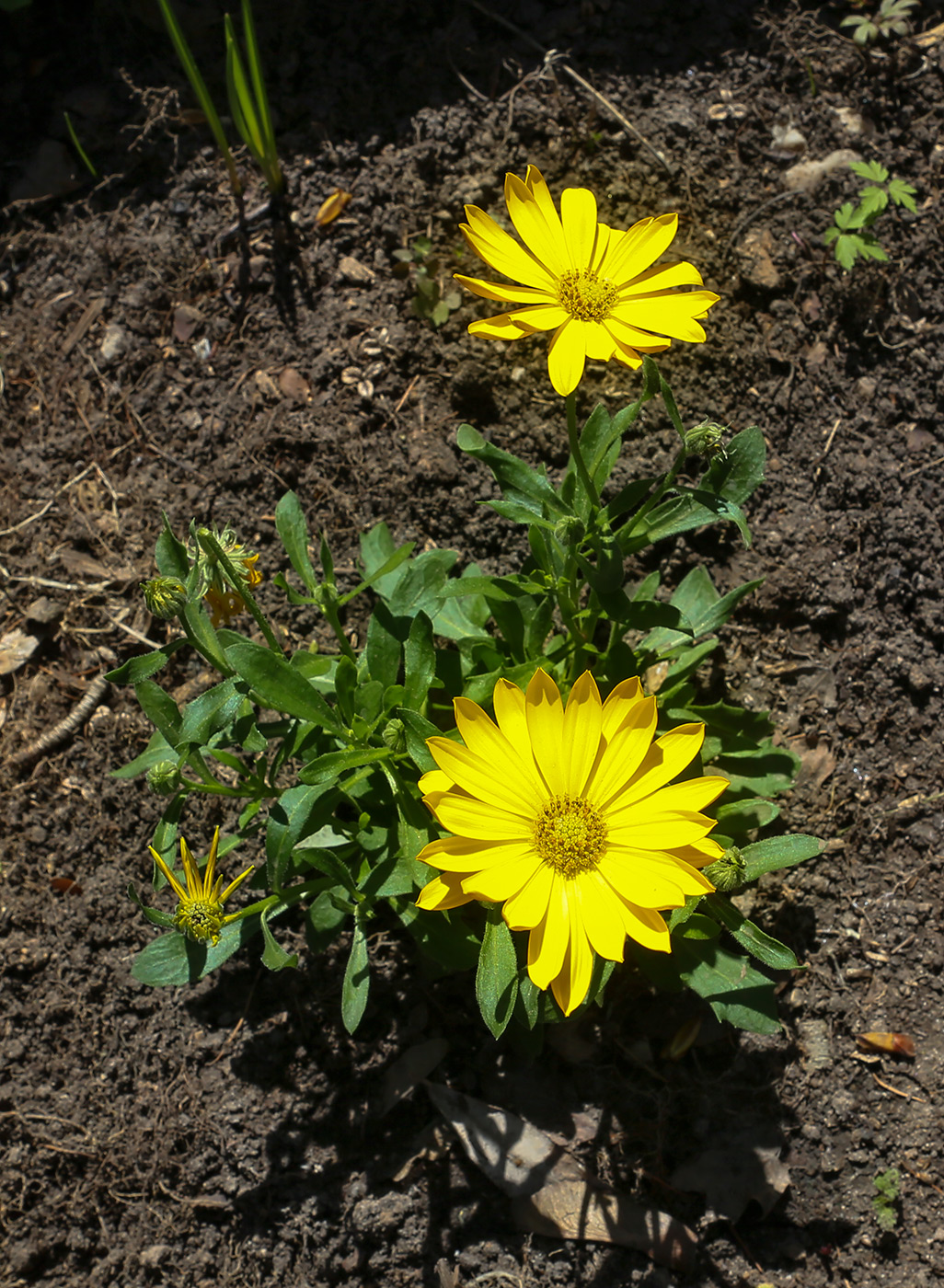 Image of genus Dimorphotheca specimen.