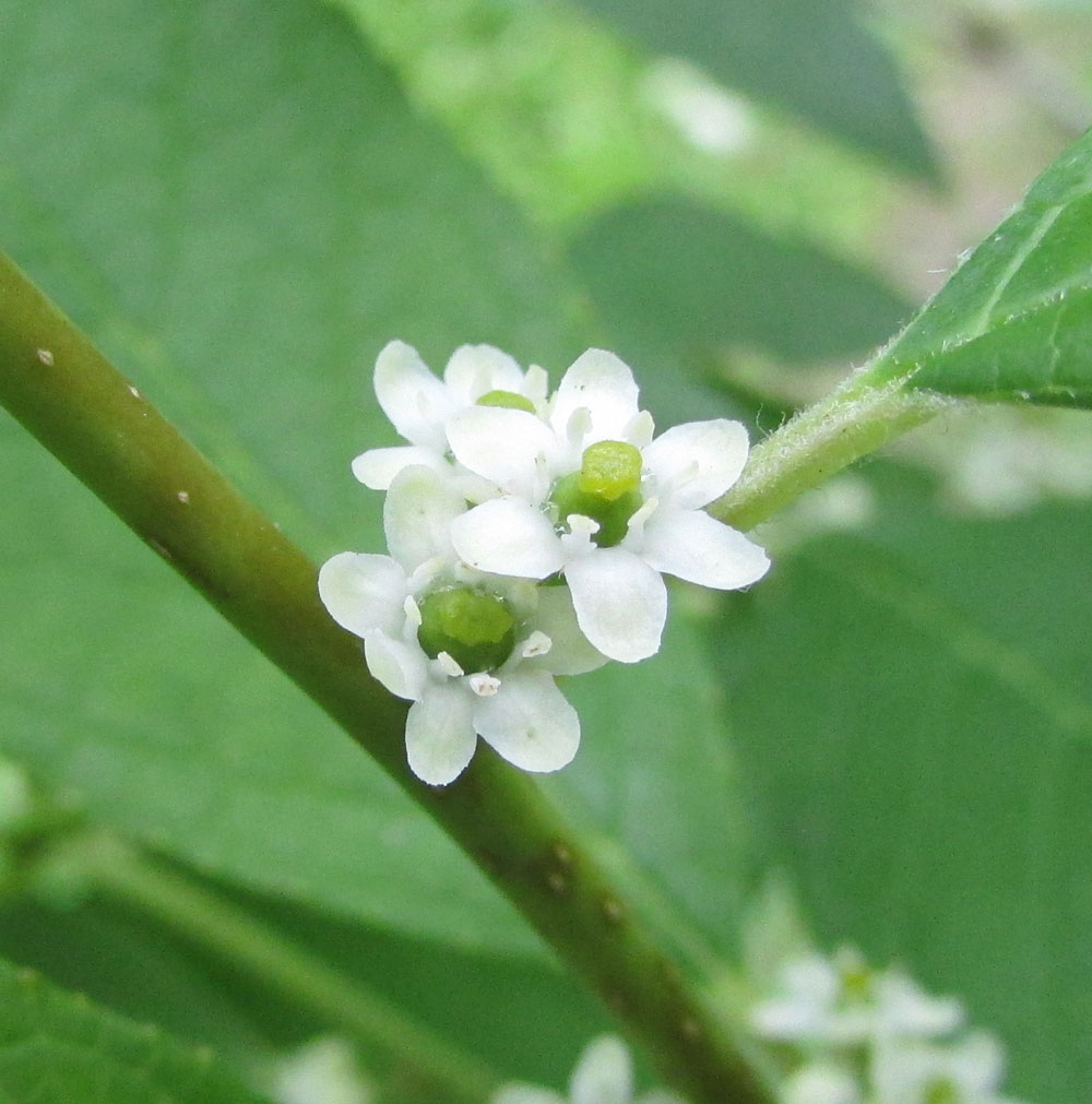 Image of Ilex verticillata specimen.