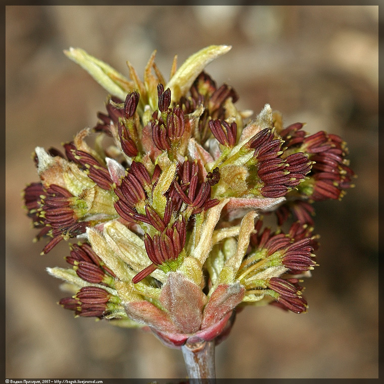 Image of Acer negundo specimen.