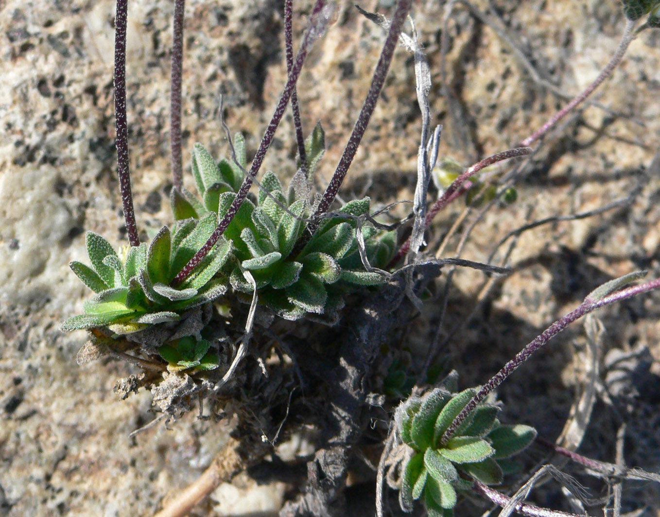 Изображение особи род Draba.