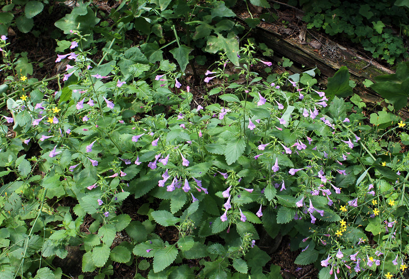 Image of Drymosiphon grandiflorus specimen.