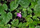 Ipomoea indica. Цветок и листья. Турция, Чиралы, в культуре. 03.01.2019.