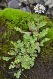 Cardamine uliginosa